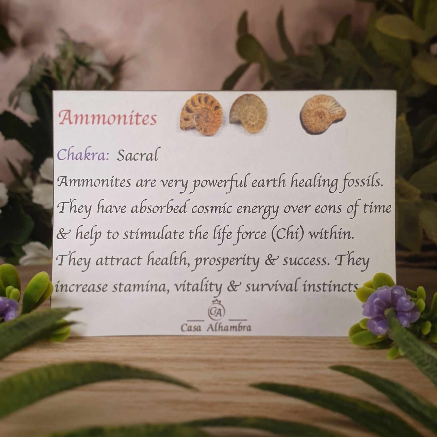 Ammonite Pendant (mx753)