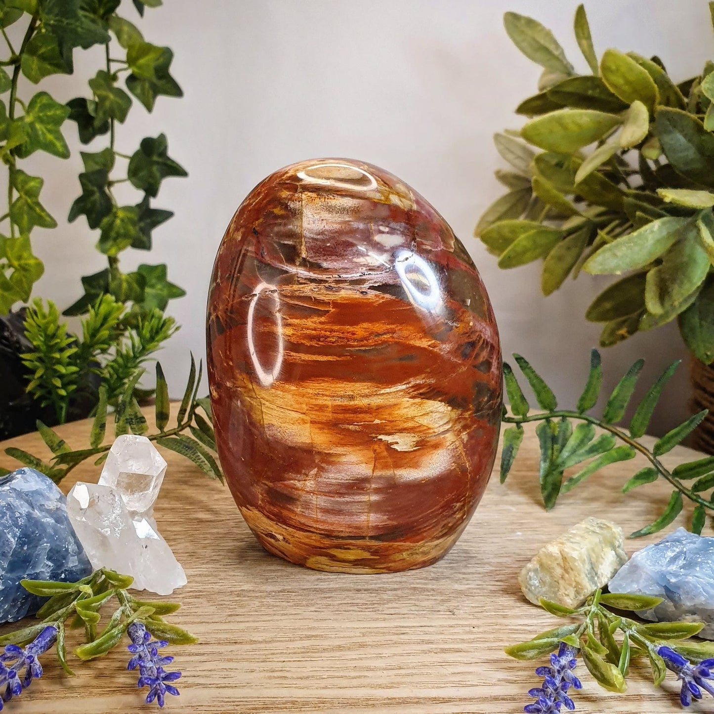 Petrified Wood - ON SALE 40% OFF