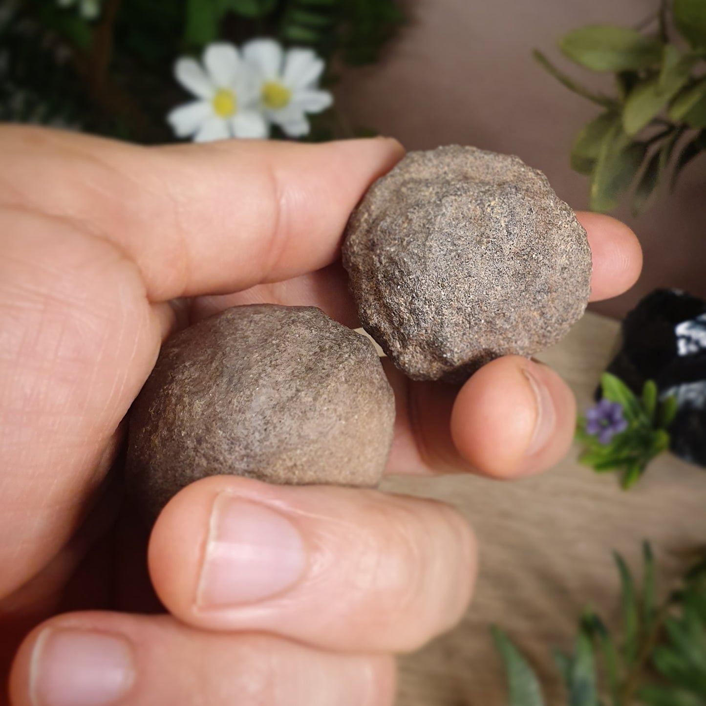 Moqui Balls (Pair / 2)